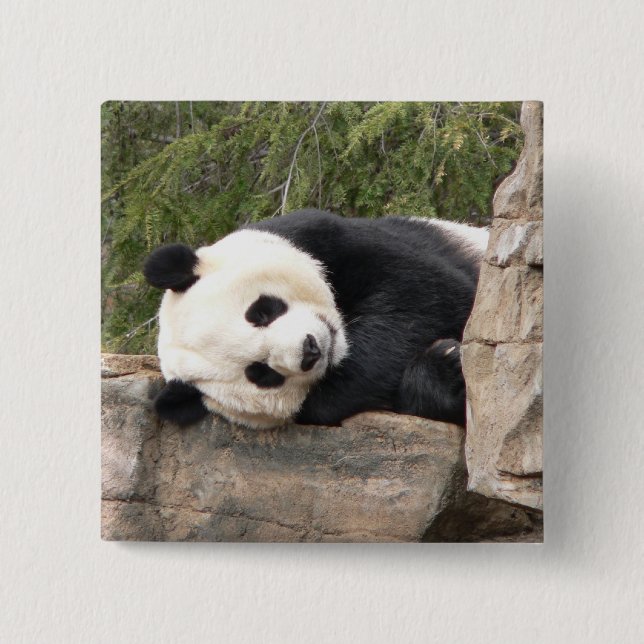 Pandaen klämmer fast knapp (Framsida)