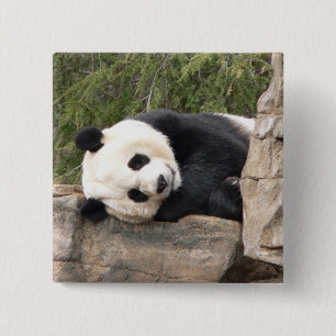 Pandaen klämmer fast knapp