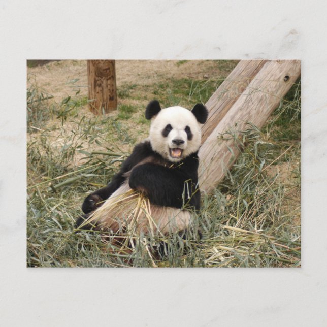 PandaM001 Vykort (Framsida)