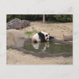 PandaM007 Vykort