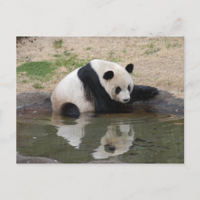 PandaM008 Vykort (Framsida)