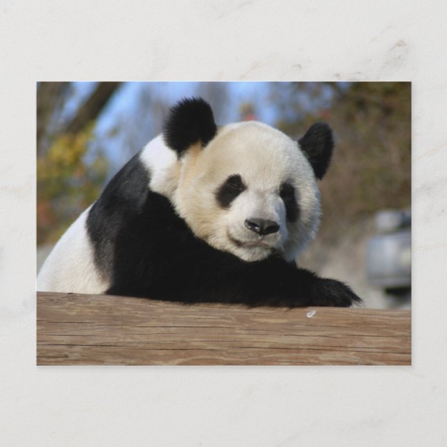 PandaM011 Vykort (Framsida)