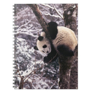 Pandangunge leker på ett träd täckt med snö, anteckningsbok med spiral