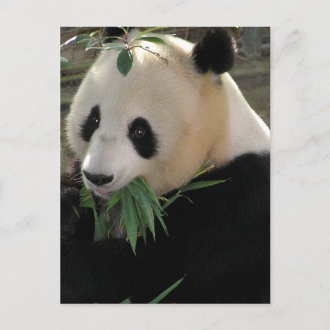 Pandarävar Vykort (Framsida)