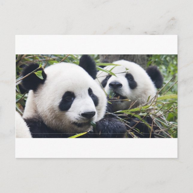 Pandarävar Vykort (Framsida)
