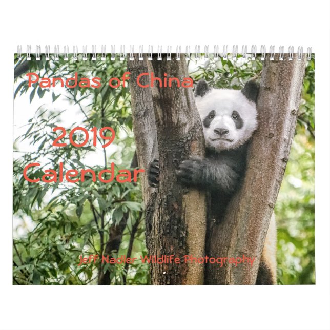 Pandas av chinan, väggkalender 2019 kalender (Omslag)
