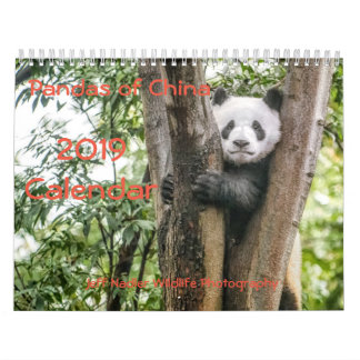 Pandas av chinan, väggkalender 2019 kalender