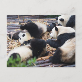 Pandas Chengdu, chinavykort Vykort