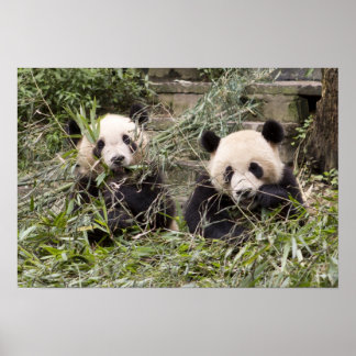 Pandas Eating Bamboo! Poster