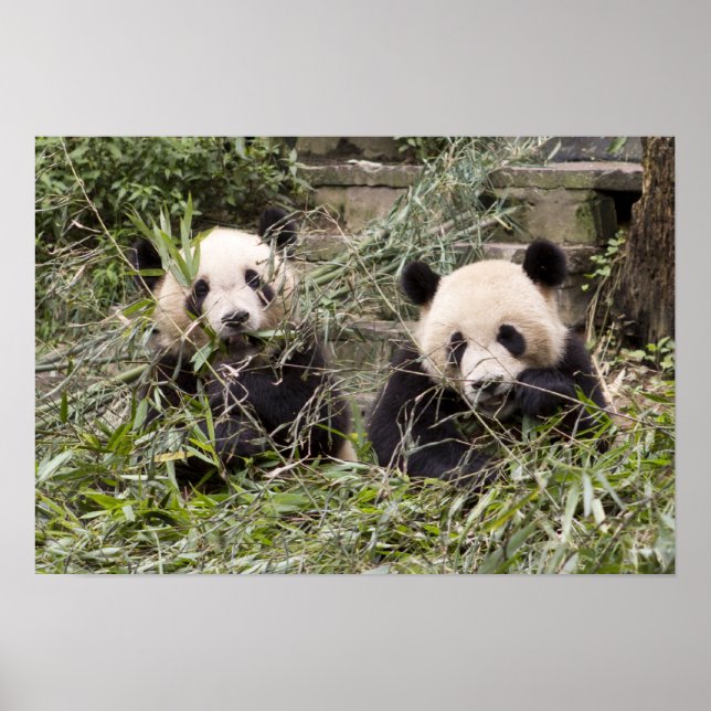 Pandas Eating Bamboo! Poster (Framsidan)