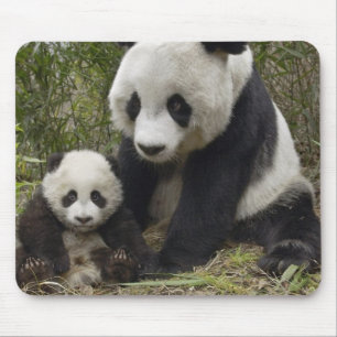 pandas musmatta