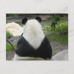 PandaSD002 Vykort