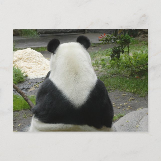 PandaSD002 Vykort (Framsida)