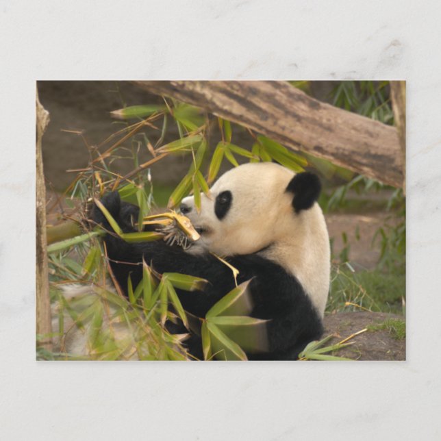 PandaSD008 Vykort (Framsida)