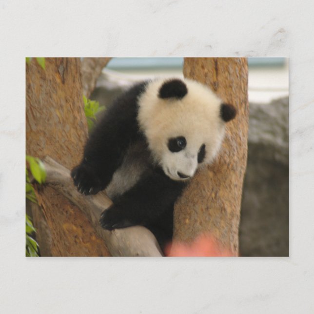 PandaSD009 Vykort (Framsida)