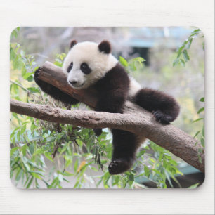Pandaunge Musmatta