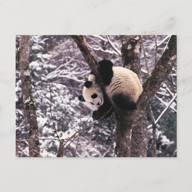 Pandaunge som leker på träd som täckas med snö, vykort (Framsida)