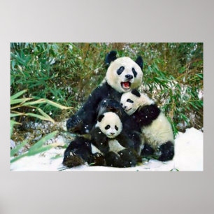 Pandaungeaffisch Poster