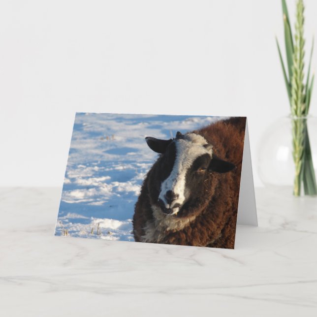 Pandi, får kort (Framsida)