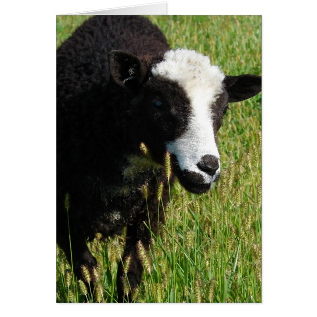 Pandi Hälsningskort (Framsidan)