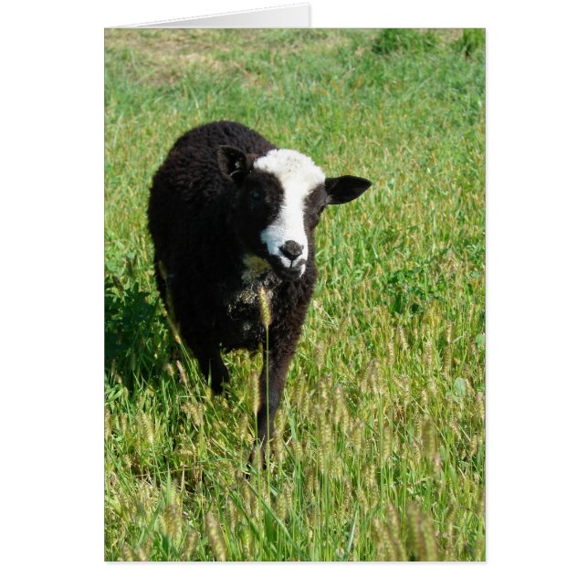 Pandi Hälsningskort (Framsidan)