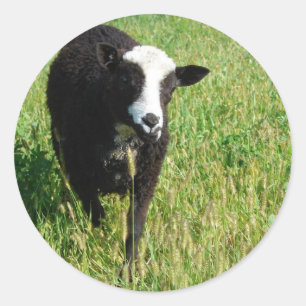 Pandi Runt Klistermärke