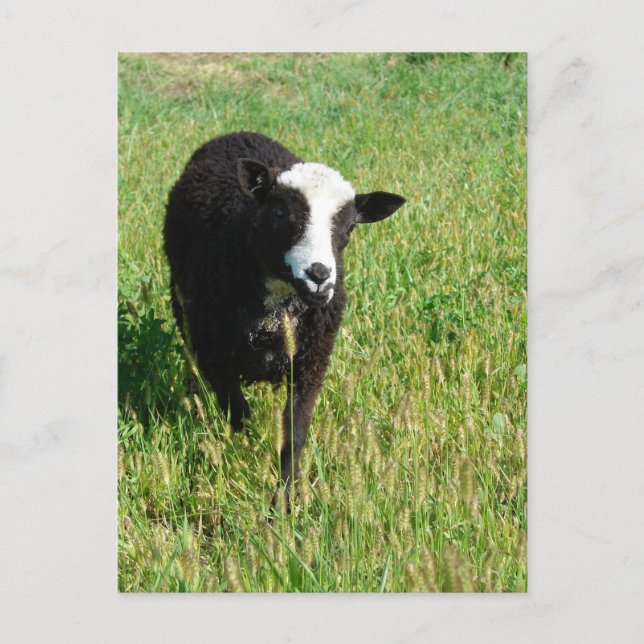 Pandi Vykort (Framsida)