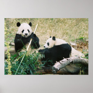 Pandor (3) Poster