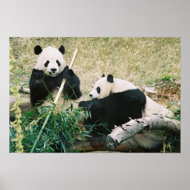 Pandor (3) Poster (Framsidan)