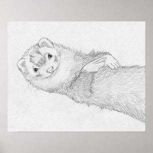 "Pandora" Ferret Teckning Poster