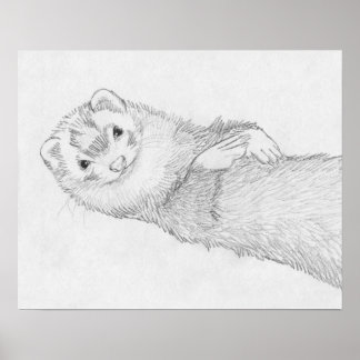 "Pandora" Ferret Teckning Poster