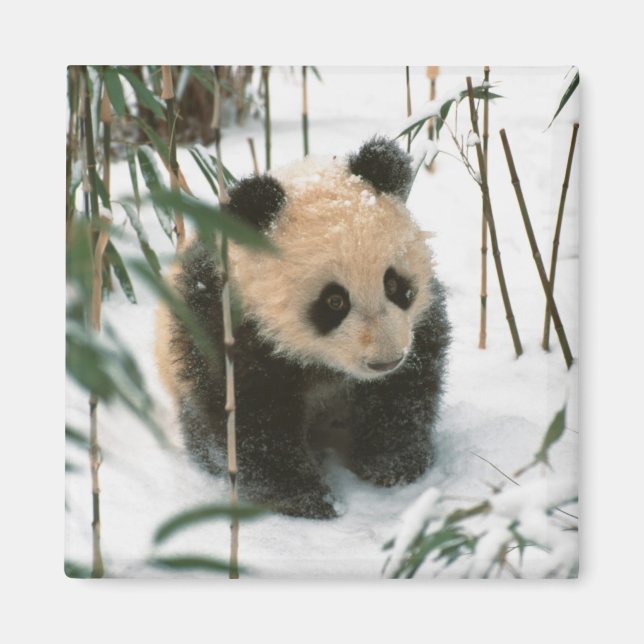 Pandyngling på snö, Wolong, Sichuan, Kina Magnet (Framsidan)