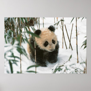 Pandyngling på snö, Wolong, Sichuan, Kina Poster