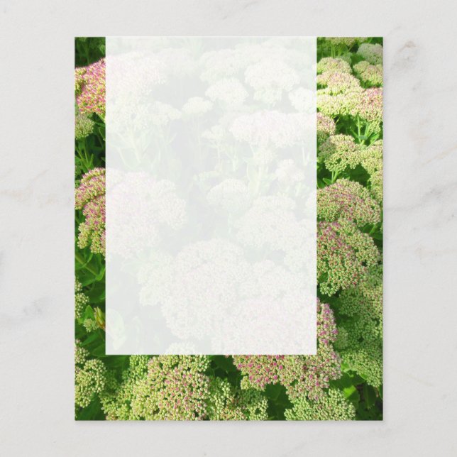 Panel 0108 - Sedum "Autumn Joy" Flygblad (Framsidan)