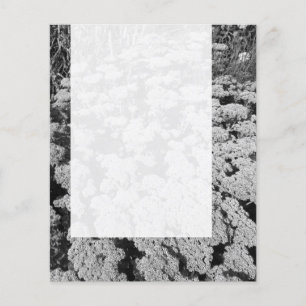 Panel 0109 - Sedum "Autumn Joy" (B&W) Flygblad