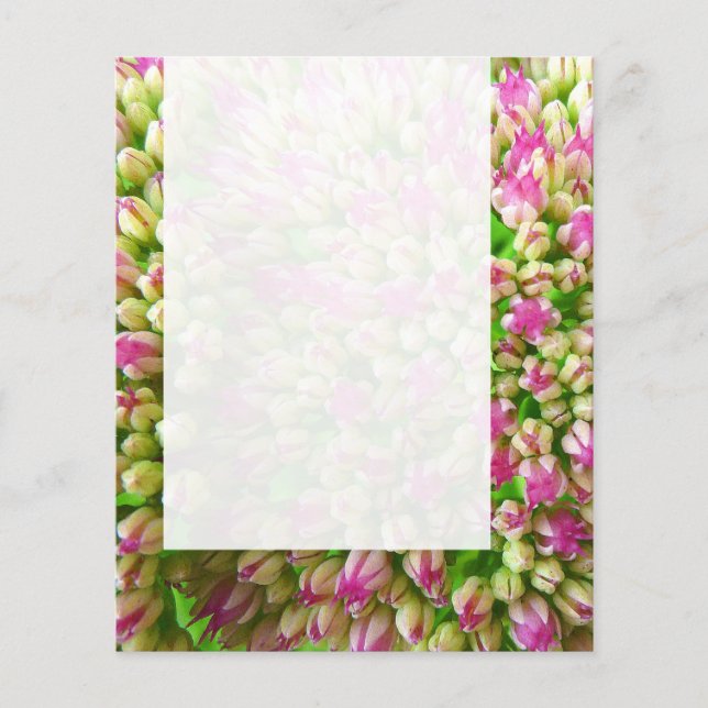 Panel 0110 - Sedum "Autumn Joy" (B&W) Flygblad (Framsidan)