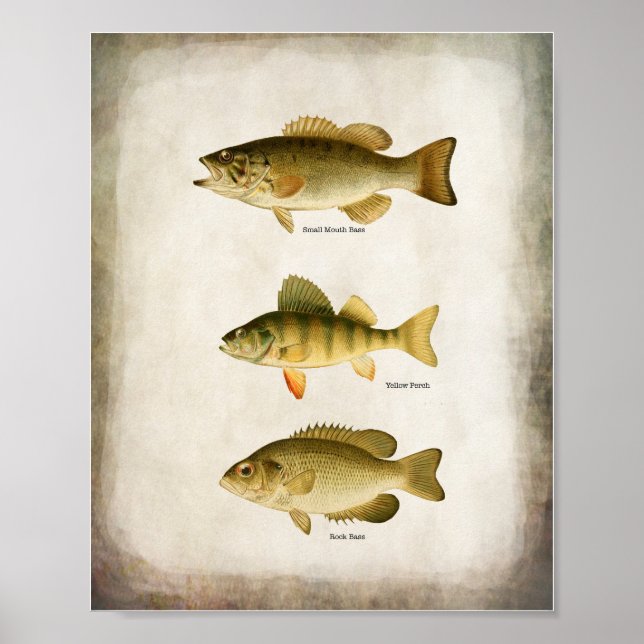 Panfish Perch Bass and Walleye Wall Art Poster (Framsidan)