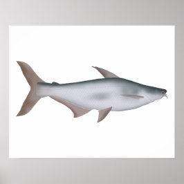 Pangas Catfish Poster