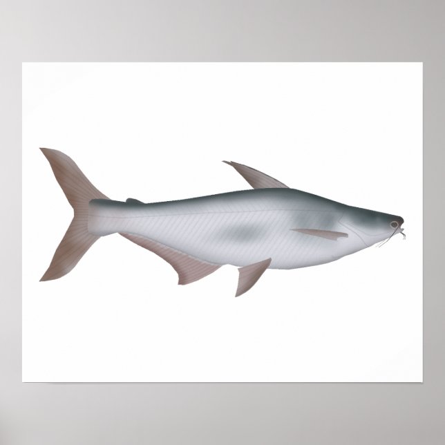 Pangas Catfish Poster (Framsidan)