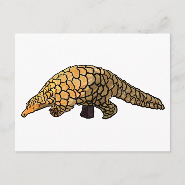 Pangolin Vykort (Framsida)