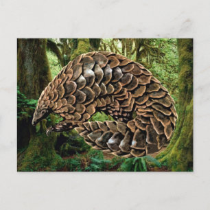 Pangolin-vykort Vykort