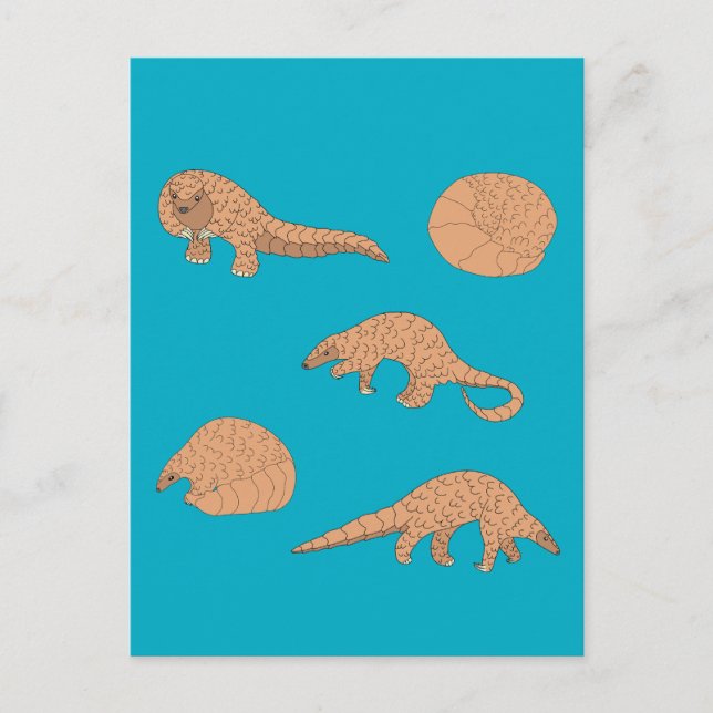 Pangolins Vykort (Framsida)