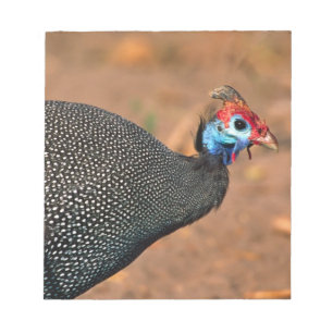 Pannkakad guineafågel (Numida meleagris). Afrika, Anteckningsblock