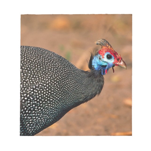 Pannkakad guineafågel (Numida meleagris). Afrika, Anteckningsblock (Framsida)