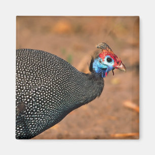 Pannkakad guineafågel (Numida meleagris). Afrika, Magnet