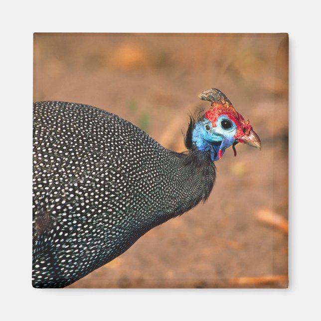 Pannkakad guineafågel (Numida meleagris). Afrika, Magnet (Framsidan)