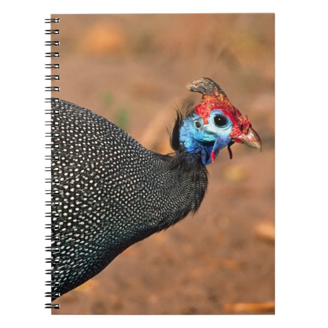 Pannkaks pärlhöna (Numida meleagris). Afrika, Anteckningsbok (Framsidan)