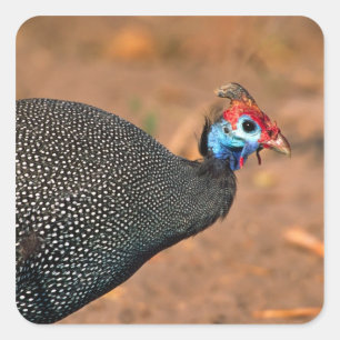 Pannkaks pärlhöna (Numida meleagris). Afrika, Fyrkantigt Klistermärke