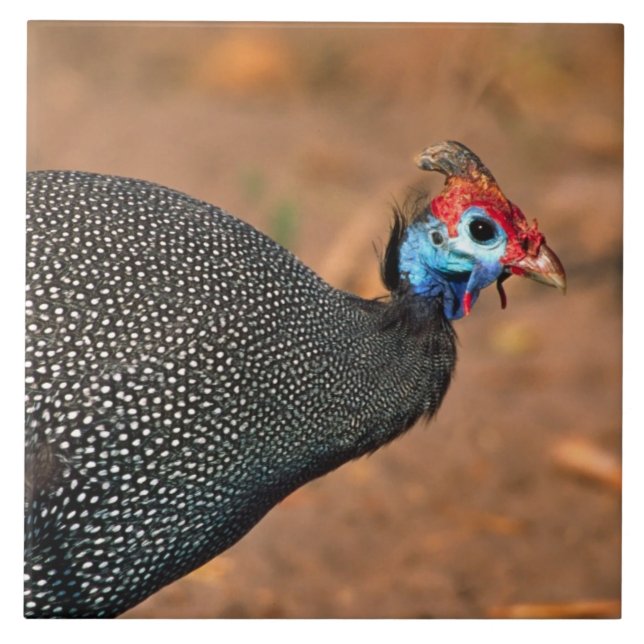 Pannkaks pärlhöna (Numida meleagris). Afrika, Kakelplatta (Framsidan)