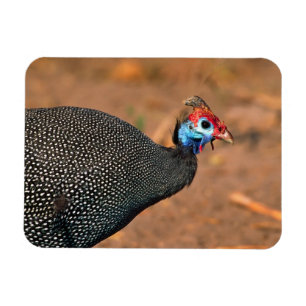 Pannkaks pärlhöna (Numida meleagris). Afrika, Magnet